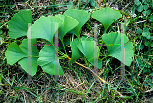 Picture of Ginkgo biloba 