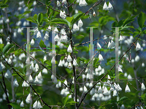 Picture of Halesia diptera 