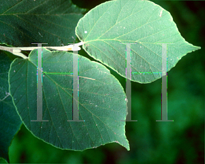 Picture of Hamamelis mollis 