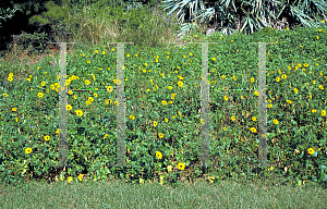 Picture of Helianthus debilis 