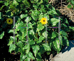 Picture of Helianthus debilis 