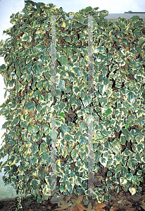 Picture of Hedera canariensis 'Variegata'