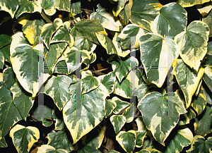 Picture of Hedera canariensis 'Variegata'