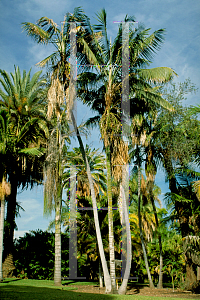 Picture of Howea forsteriana 