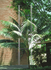 Picture of Howea forsteriana 