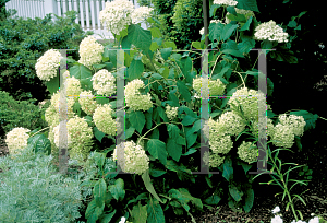 Picture of Hydrangea arborescens 'Annabelle'