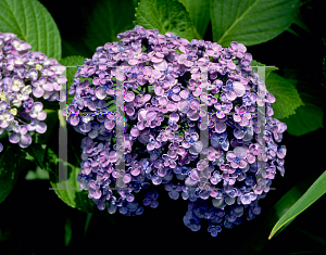 Picture of Hydrangea macrophylla 'Ayesha'