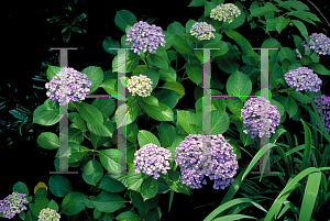 Picture of Hydrangea macrophylla 'Ayesha'