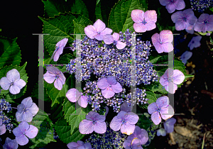 Picture of Hydrangea macrophylla 'Hadsbury'