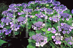 Picture of Hydrangea macrophylla 'Hadsbury'