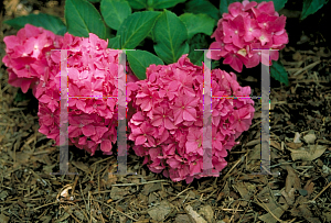 Picture of Hydrangea macrophylla 'Pia (Pink Elf)'