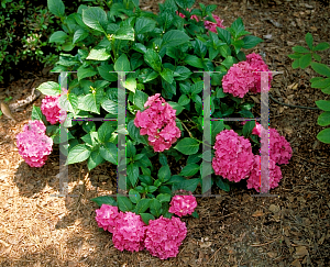 Picture of Hydrangea macrophylla 'Pia (Pink Elf)'