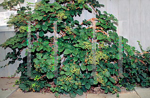 Picture of Hydrangea petiolaris 