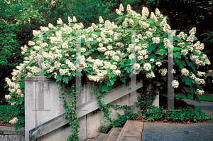 Picture of Hydrangea quercifolia 