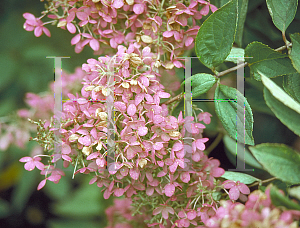 Picture of Hydrangea paniculata 'Grandiflora'