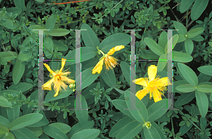 Picture of Hypericum calycinum 