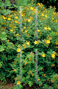 Picture of Hypericum calycinum 