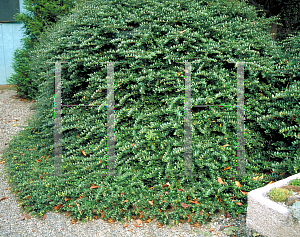 Picture of Ilex crenata 