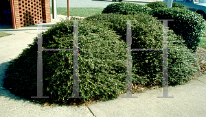 Picture of Ilex crenata 'Helleri'