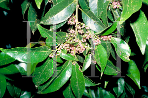 Picture of Ilex pedunculosa 