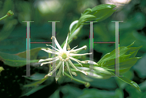 Picture of Illicium floridanum var. alba 