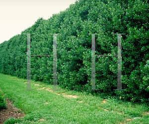 Picture of Ilex  'Nellie R. Stevens'