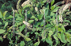 Picture of Itea virginica 