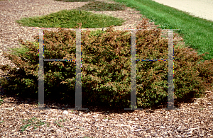 Picture of Juniperus communis var. depressa 