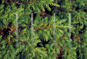 Picture of Juniperus communis var. depressa 