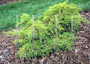 Picture of Juniperus chinensis 'Old Gold'