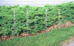 Picture of Juniperus chinensis 'Pfitzeriana Compacta'