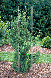 Picture of Juniperus chinensis 'Robusta Green'