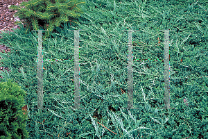 Picture of Juniperus horizontalis 'Wiltonii'