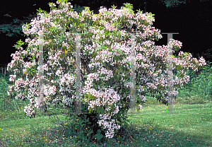 Picture of Kalmia latifolia 