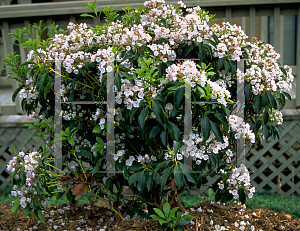 Picture of Kalmia latifolia 'Elf'