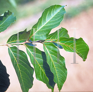 Picture of Lagerstroemia fauriei 'Fantasy'