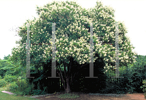 Picture of Lagerstroemia fauriei 'Townhouse'