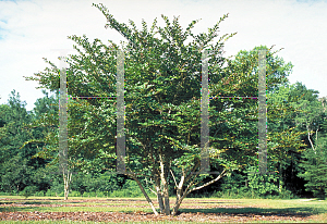 Picture of Lagerstroemia x 'Acoma'