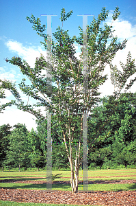 Picture of Lagerstroemia x 'Biloxi'