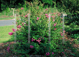 Picture of Lagerstroemia indica 'Bourbon Street'