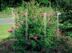 Picture of Lagerstroemia indica 'Bourbon Street'