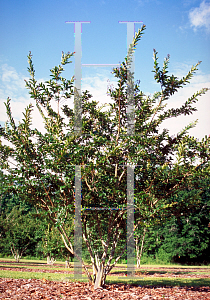 Picture of Lagerstroemia x 'Pecos'