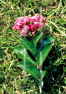 Picture of Lagerstroemia x 'Pecos'