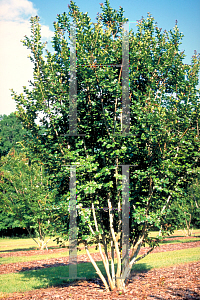 Picture of Lagerstroemia indica 'Seminole'