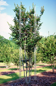 Picture of Lagerstroemia x 'Sioux'