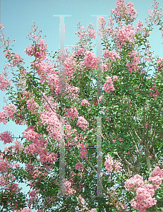 Picture of Lagerstroemia x 'Tuscarora'