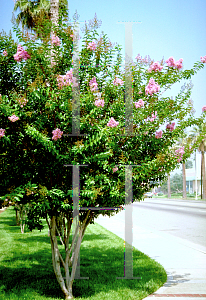 Picture of Lagerstroemia x 'Tuscarora'