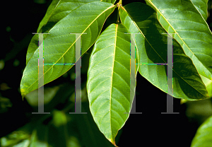 Picture of Lagerstroemia hirsuta 