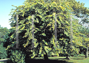 Picture of Lagerstroemia hirsuta 