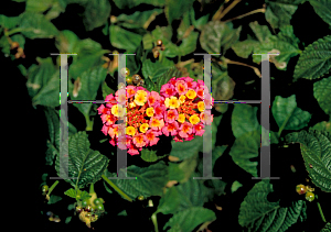 Picture of Lantana camara 